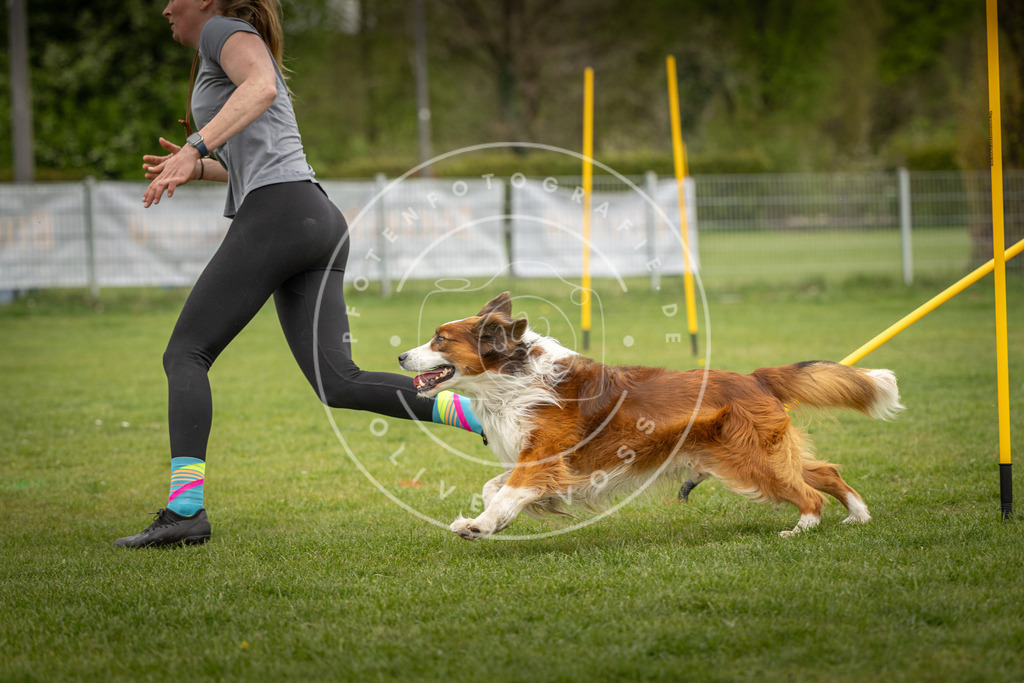 Pfotenfotografie_DV3A9496 | Hundefotografie, Tierfotograf, Pfotenfotografie, Fotoshooting Hund, Hunde Portrait, Hundesport, Hundeportraits, Heideshooting, Hunde, Sportfotograf, Hundefotograf, Turnierhundsport, THS,  - Realisiert mit Pictrs.com