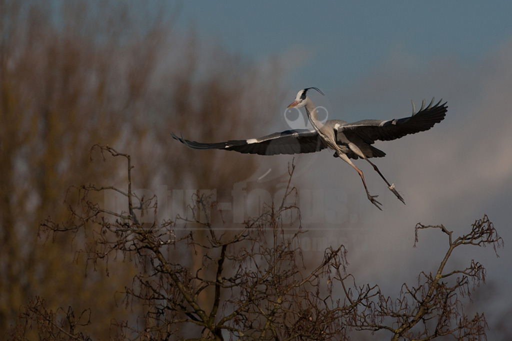 20080314_16370715778 | Der Graureiher (Ardea cinerea), auch Fischreiher genannt, ist eine Vogelart aus der Ordnung Pelecaniformes. Er ist in Eurasien und Afrika weit verbreitet und häufig. Weltweit werden vier Unterarten unterschieden. In Mitteleuropa ist er mit der Nominatform Ardea cinerea cinerea vertreten. - Realisiert mit Pictrs.com