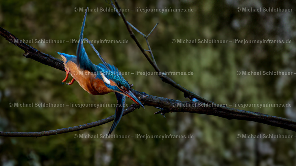 Eisvogel-3 | Wildlife- und Landschaftsfotografie als Wandbild, Poster & mehr. Einzigartige Naturmomente aus Neuseeland, Norwegen & weltweit – fotografiert von Michael Schlothauer. - Realisiert mit Pictrs.com