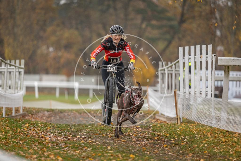 CaniXpix_DV3A7462 | Hundefotografie, Tierfotograf, Pfotenfotografie, Fotoshooting Hund, Hunde Portrait, Hundesport, Hundeportraits, Heideshooting, Hunde, Sportfotograf, Hundefotograf, Turnierhundsport, THS,  - Realisiert mit Pictrs.com