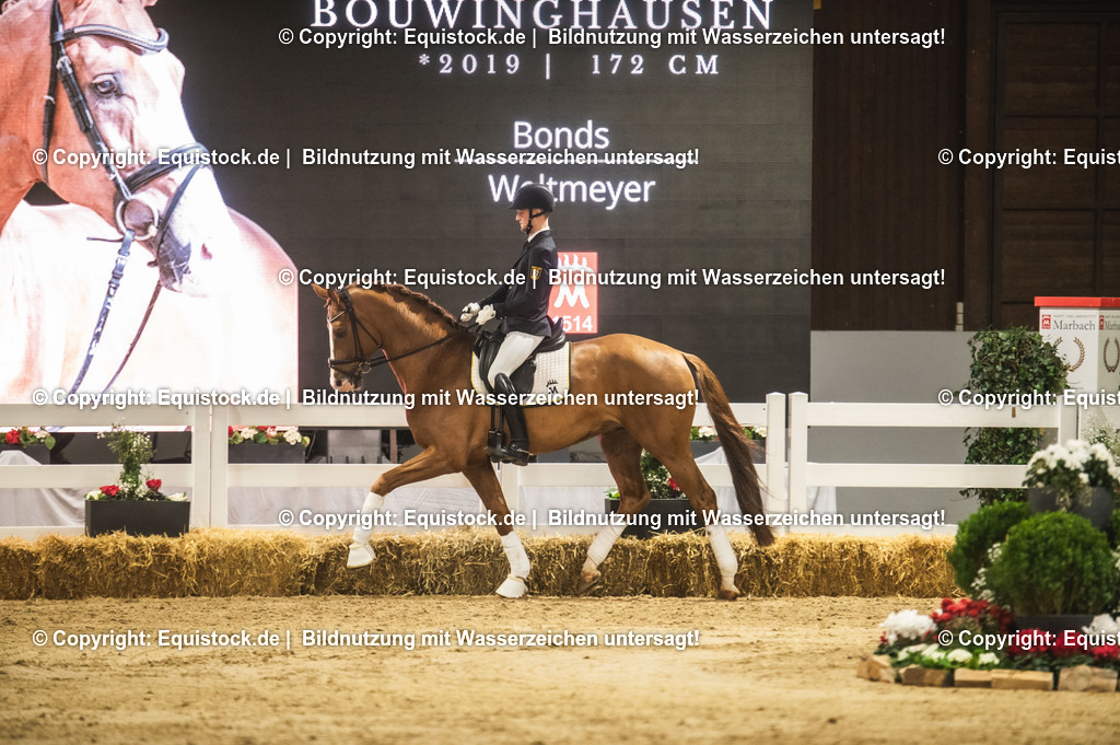20240302_Hengstvorstellung_Marbach_TOMsPiC_0516-2 | equistock