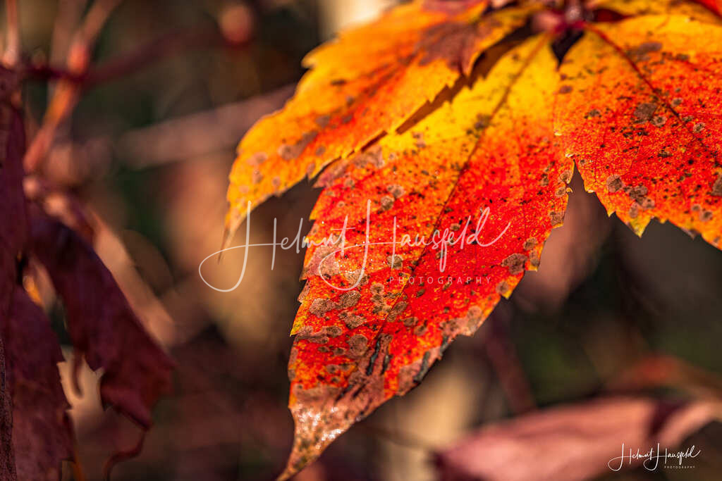 DSC03642 | Landschaftsfotografie, Naturfotografie - Realisiert mit Pictrs.com
