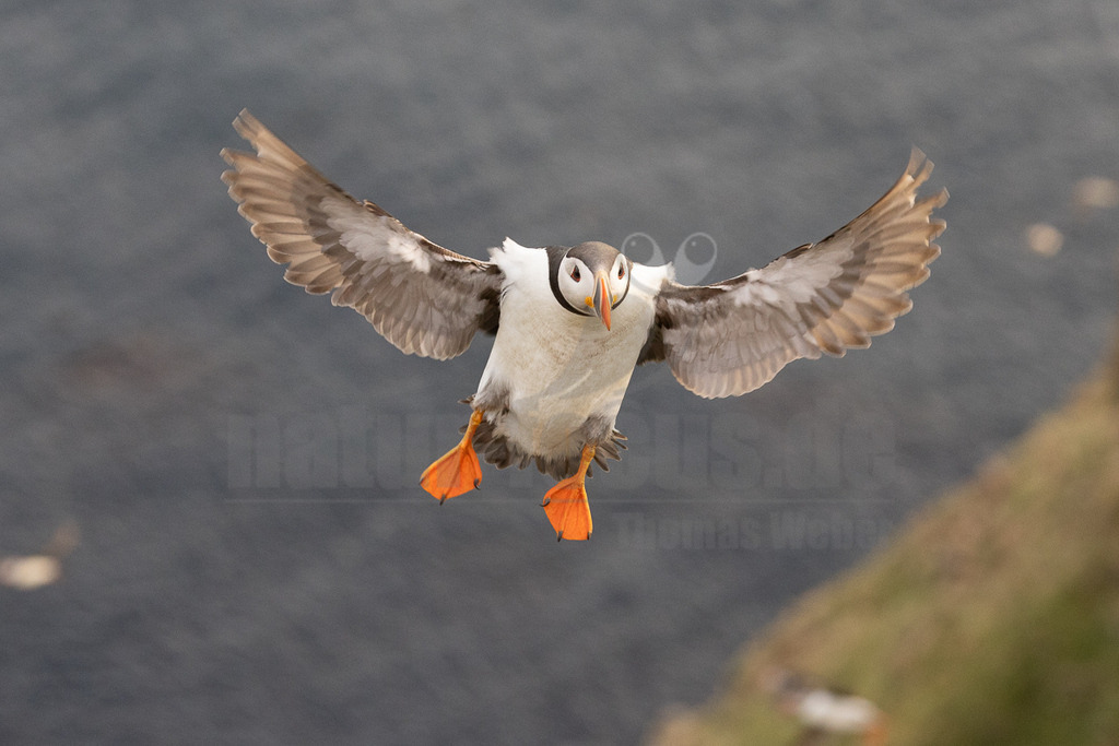 R5NF9692-20230721 | Das Bild zeigt einen fliegenden Papageitaucher (Fratercula arctica) mit ausgebreiteten Flügeln. Der Vogel hat ein markantes Aussehen mit einem bunten Schnabel und orangefarbenen Füßen. Er scheint sich im Flug zu befinden, möglicherweise auf der Jagd nach Nahrung oder auf dem Weg zu seinem Nistplatz. - Realisiert mit Pictrs.com