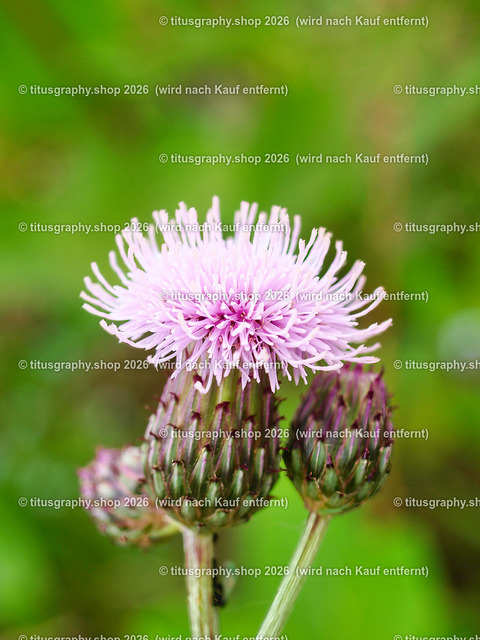 titusgraphy_P7092892-vz-ln | titusgraphy-shop: Geschenkideen mit Qualitätsfotos. titusgraphy-shop: gift ideas with quality photos. titusgraphy-shop: idées cadeaux avec photos de qualité.  - Realisiert mit Pictrs.com