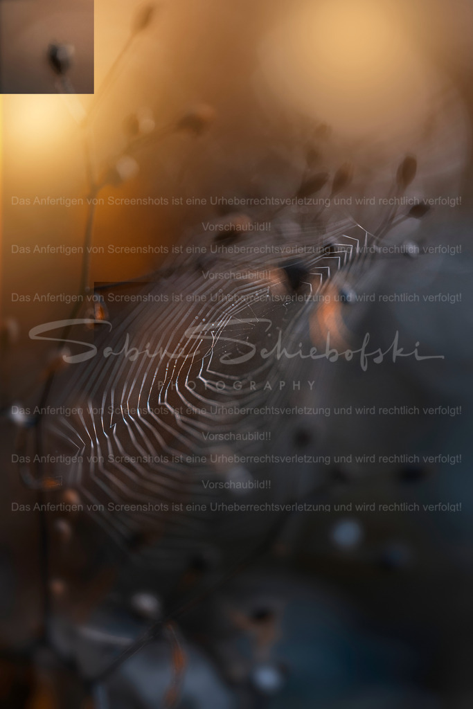Spinnennetz_10.10.2026_DSCF7505 | Exklusive Naturfotografie für stilvolle Wanddekoration ★ Premium Wandbilder Made in Germany ✔️ FineArt Drucke & Downloads ✔️ Brillante Farben, höchste Qualität & weltweiter Versand ✔️ - Realisiert mit Pictrs.com