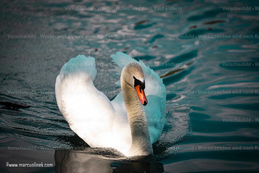 DSC01130 | marcuslinek