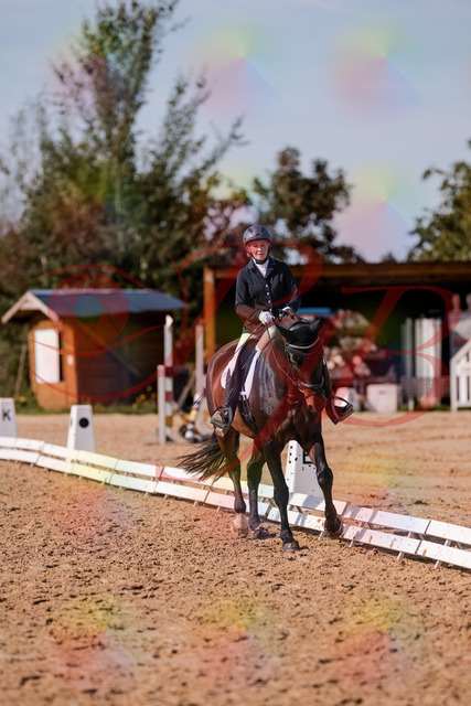 2026_10_03_Siefer-Hof_133811_Z81_94701611 | Professionelle Reitsport-, Turnier- und Eventfotografie von Robert Broda. Galerien mit ausgewählten und bearbeiteten Bildern direkt online ansehen und bestellen.
