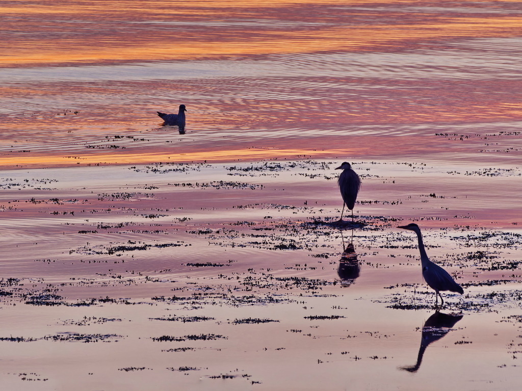 Möwe und Reiher in farbigem Wasser | Zwei Reiher stehen in flachem Wasser, eine Möwe schwimmt heran, die untergehende Sonne reflektiert ihr Licht ins Wasser. - Realisiert mit Pictrs.com