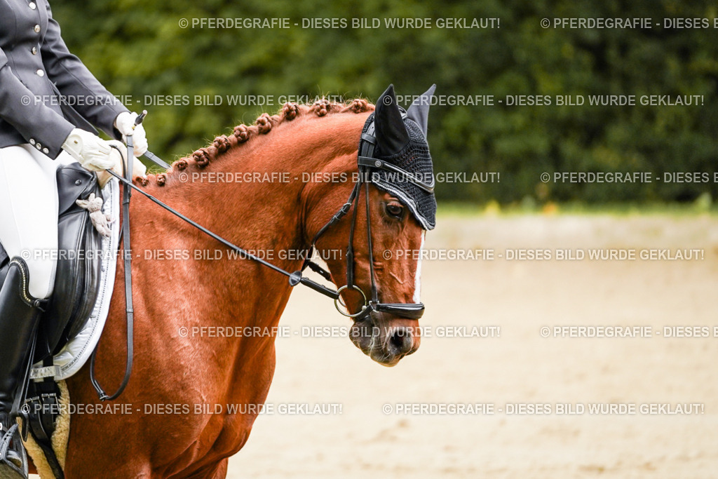 DSC08436 | Pferdegrafie