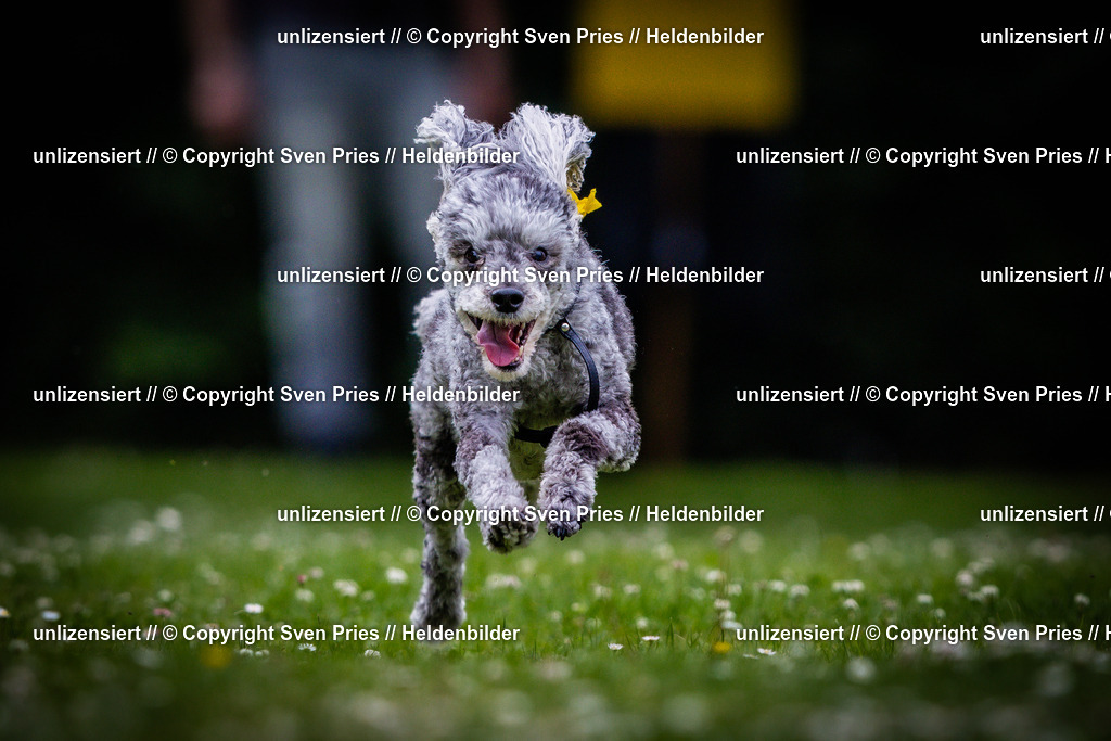 Sven Pries | 2025-05-29 - Pudelrennen KA-Durlach - Realisiert mit Pictrs.com