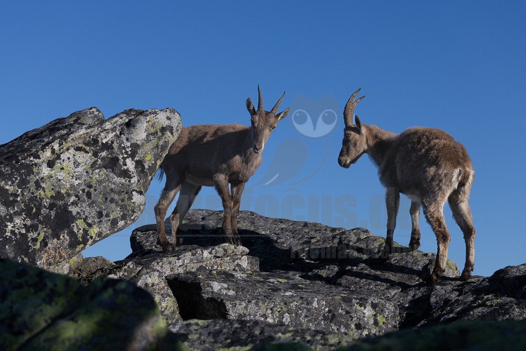 _5NF7911_20250710 | Der Bildershop von www.natur-focus.de bietet ihnen den einfachen Kauf von Bildmaterial per Download aus allen Bereichen der Natur. In den Galerien finden sie Landschaftsfotos, Tierbilder und natürlich auf Pflanzenfotos. - Realisiert mit Pictrs.com