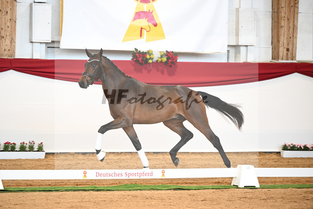 Kat-Nr. 6 Bon Joker x Fuerst Fohlenhof_Koch_43230151 | hf-fotografie - Realisiert mit Pictrs.com