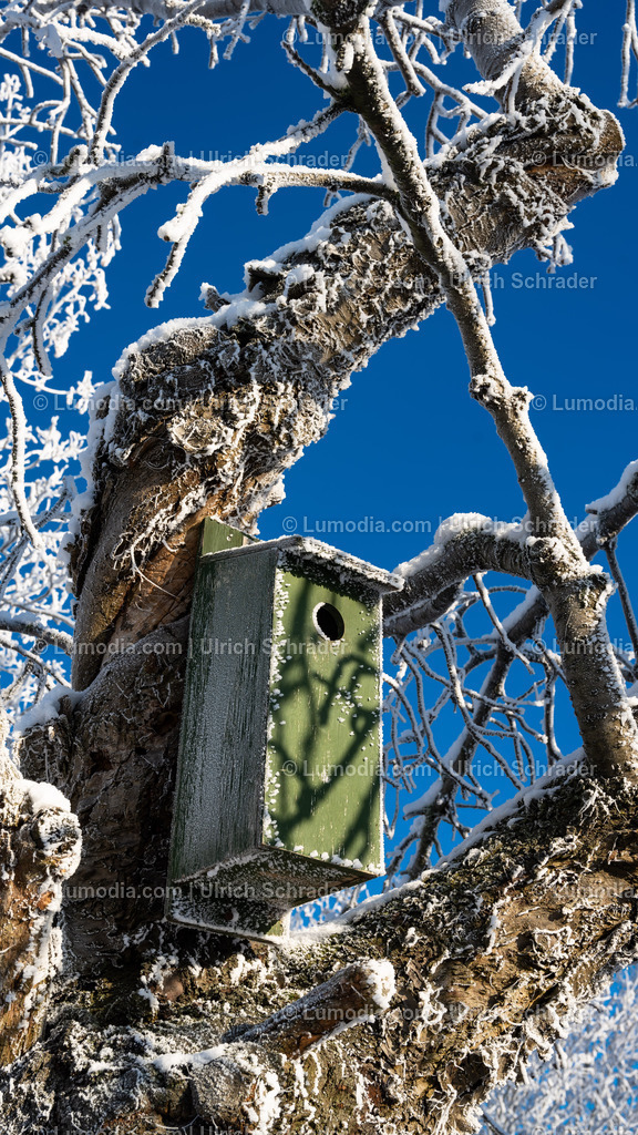 10049-12757 - Winter in der Streuobstwiese | Stockfoto und Bilderpool mit Bildmaterial aus Deutschland, dem Harz, Halberstadt, Quedlinburg, Wernigerode und weltweit. Qualitativ hochwertige und professionelle Fotos anschauen und kaufen. - Realisiert mit Pictrs.com