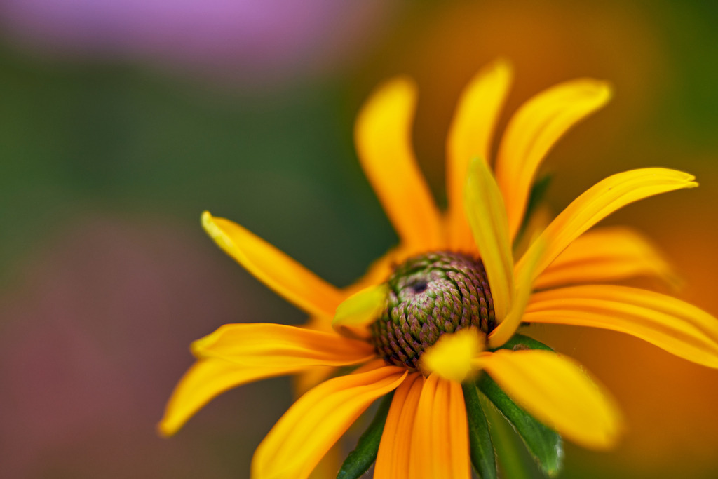 Gewöhnlicher Sonnenhut | Austria - August 01, 2020: im Hausgarten; Gewöhnlicher Sonnenhut - Realisiert mit Pictrs.com