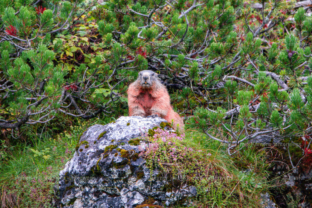 IMG_1896 | immer_mit_kamera_unterwegs