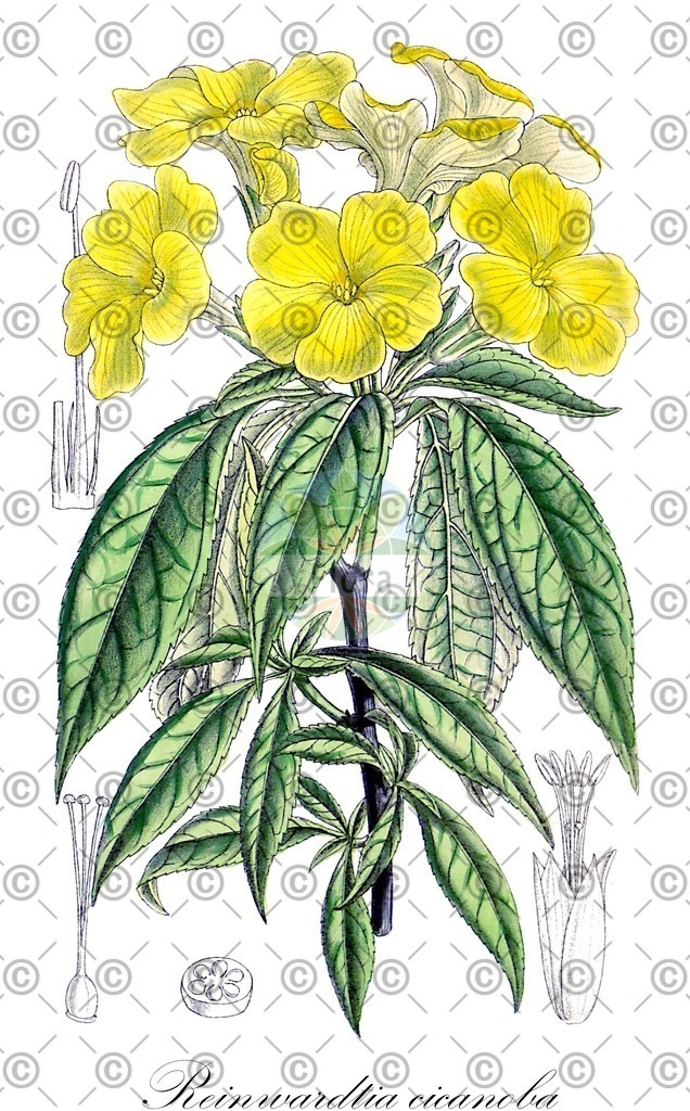 HistAbb_wfo-0000399157_1_ENZY_Simple | Historische Abbildung von Reinwardtia cicanoba - Linaceae | Historical Illustration of Reinwardtia cicanoba - Linaceae