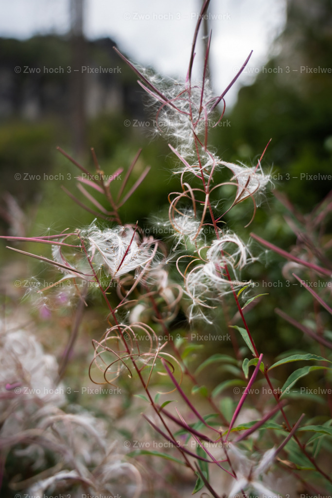 Koenigsweg_Nahe_Friensteinaufstieg_Schmalblaettriges_Weidenroeschen | 2022-09-02_Waldbrandgebiete_2 - Realisiert mit Pictrs.com
