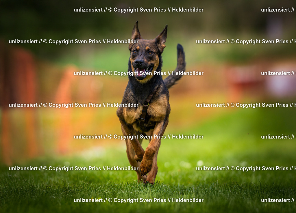 Sven Pries | 2025-04-13 - Hunderennen Baden-Baden - Realisiert mit Pictrs.com