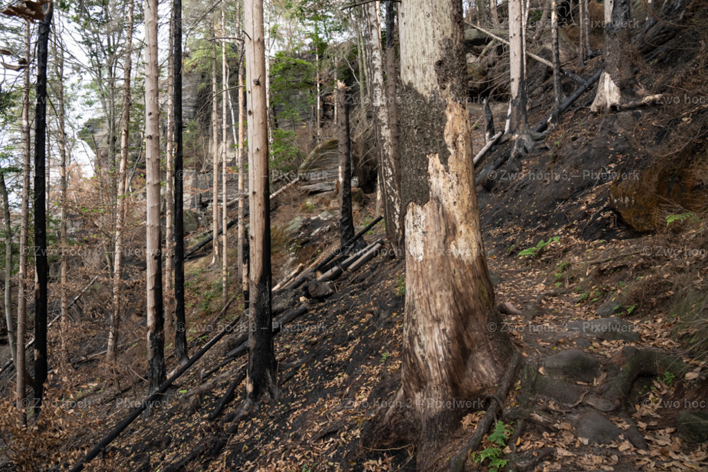Obere_Affensteinpromenade_Nahe_Ruebezahlturm_Baumstamm | 2022-09-02_Waldbrandgebiete_2 - Realisiert mit Pictrs.com