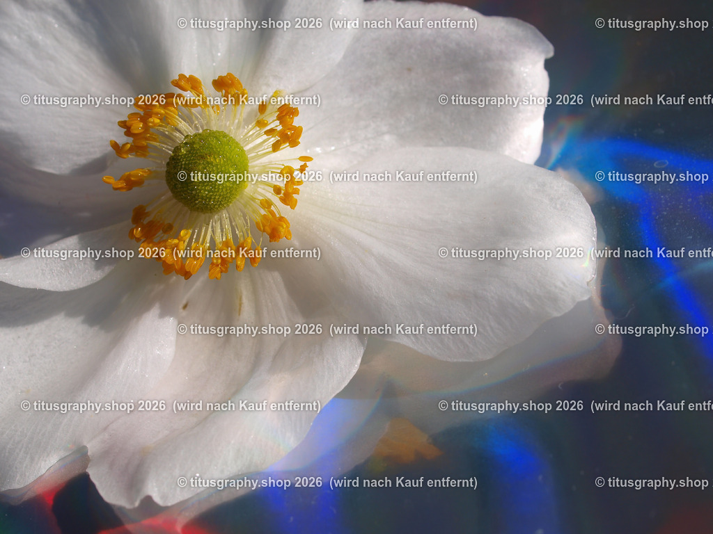 titusgraphy_P9080884-vz-ln | titusgraphy-shop: Geschenkideen mit Qualitätsfotos. titusgraphy-shop: gift ideas with quality photos. titusgraphy-shop: idées cadeaux avec photos de qualité.  - Realisiert mit Pictrs.com