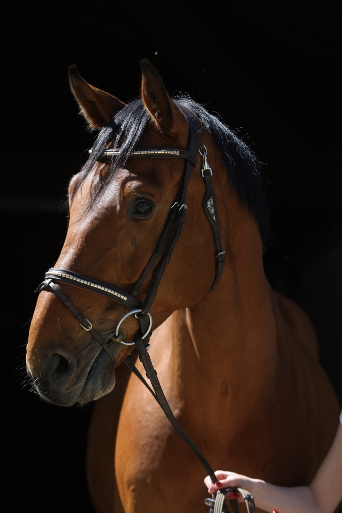 0P6A8686 | Willkommen bei Brunnmayr - Design & Fotografie – Ihrem Spezialisten für Reitturniere und Pferdeveranstaltungen in Oberösterreich, Salzburg und Bayern! Seit über 17 Jahren sind wir leidenschaftlich dabei.