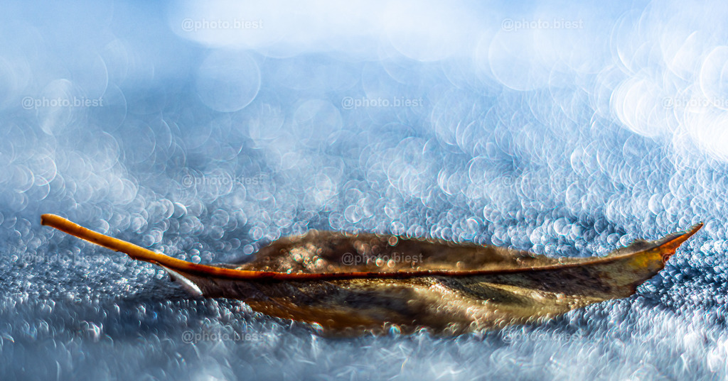 Eisblatt | Ein Blatt, eingefroren im Boden. - Realisiert mit Pictrs.com