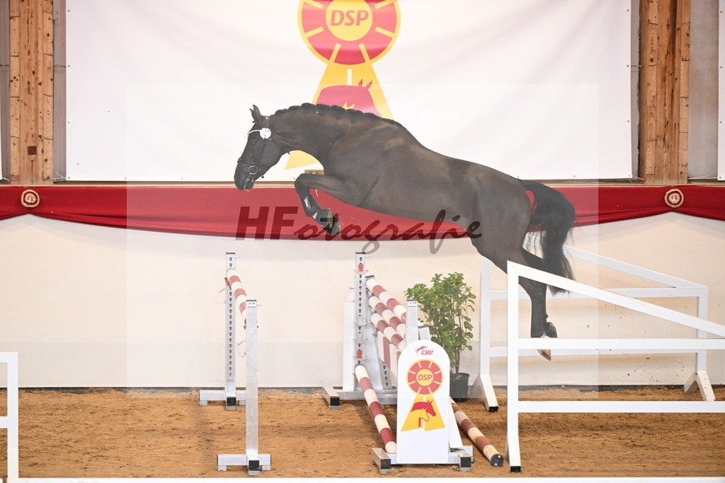 Kat.-Nr. 23 v. Diamant De Semilly_Jünger_2251120 | hf-fotografie - Realisiert mit Pictrs.com