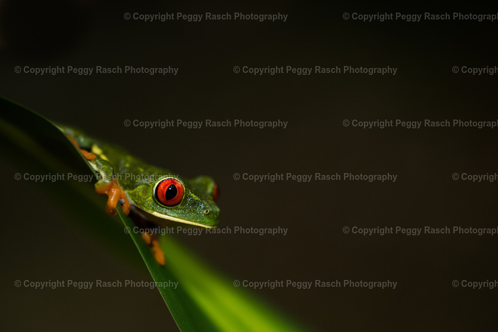 Frösche (14) | PeggyRaschPhotography - Realisiert mit Pictrs.com