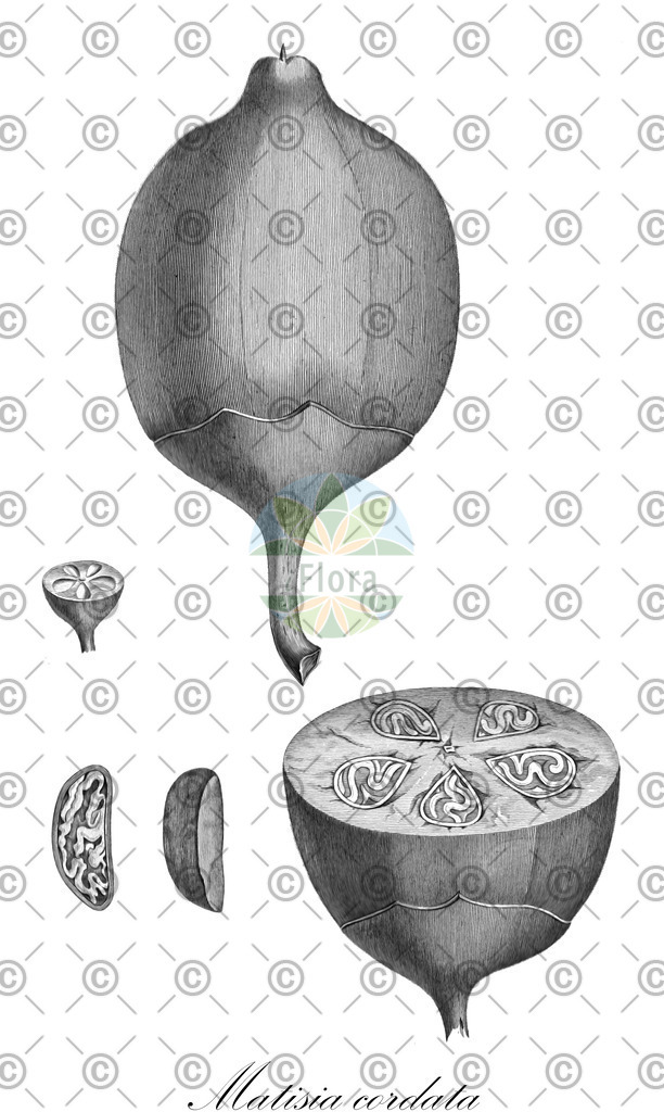 HistAbb_wfo-0001035106_1_SIMPLE | Historische Abbildung von Matisia cordata - Malvaceae | Historical Illustration of Matisia cordata - Malvaceae