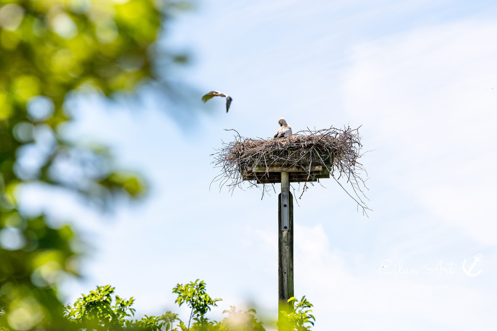 20240616-EAF_2272 | Eilun-Art-Fotografie Levke Martens, ihre Fotografin für Immobilien- und Landschaftsfotografie auf Föhr, Föhrer Motive als Poster, Leinwand, hinter Acrylglas oder stelle dir deinen eigenen Monatskalender zusammen, mit nur einem Klick