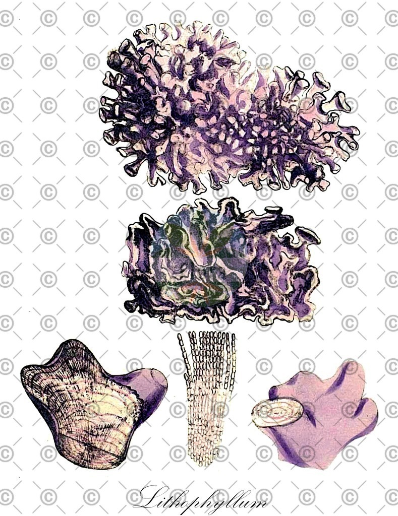 HistAbb_5FNF_4_ENZY_Simple | Historische Abbildung von Lithophyllum - Lithophyllaceae (0) | Historical Illustration of Lithophyllum - Lithophyllaceae (0)