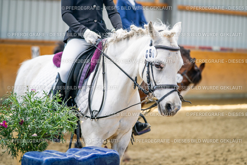 DSC02630 | Pferdegrafie