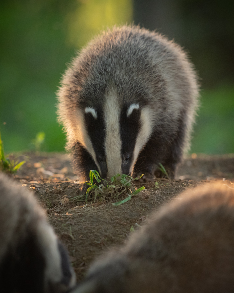 DSC_9131 | Ich bin Fotograf aus Neuburg an der Donau und spezialisiere mich auf Wildlife-Fotografie, Landschaftsaufnahmen und Portraits.Ob Hochzeit, Familienbilder oder Naturaufnahmen – ich fange echte Momente ein, die bleiben. 