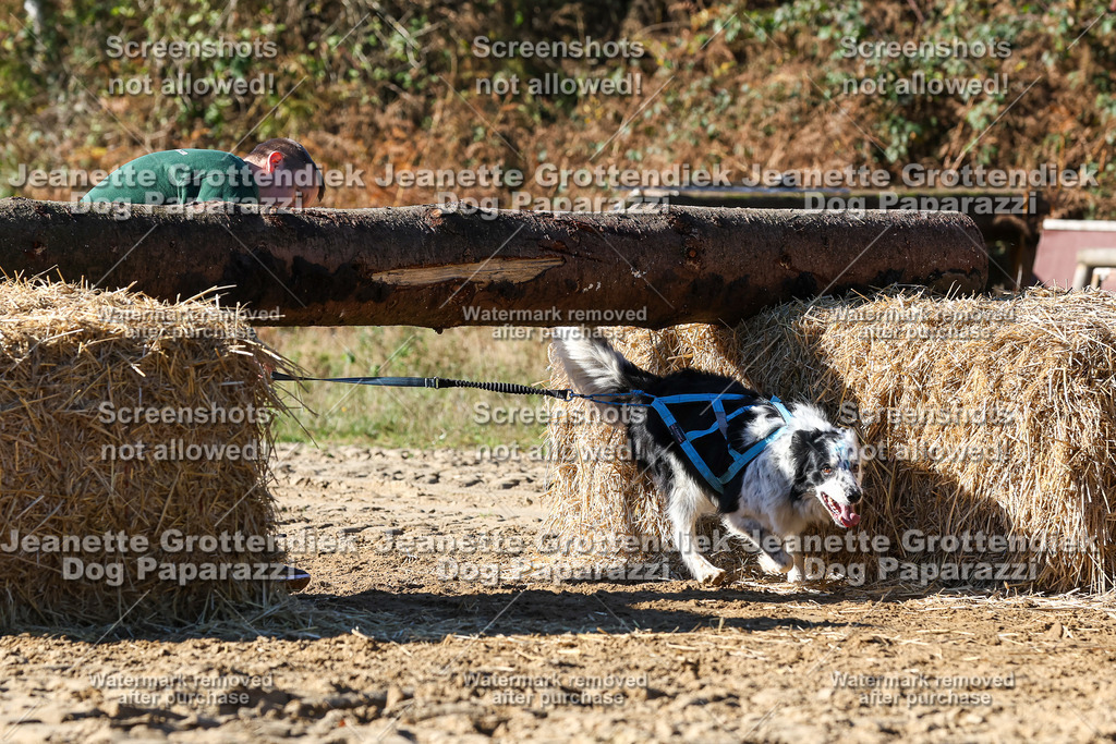 Dog Paparazzi - Strongdog 10-25-2686 | Dog Paparazzi Jeanette Grottendiek Fotografie & Videografie - Realisiert mit Pictrs.com