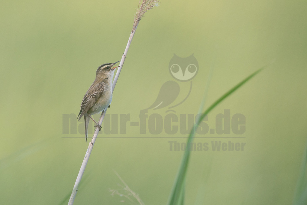 R6M37212_20260520 | Ein Schilfrohrsänger (Acrocephalus schoenobaenus) sitzt auf einem vertikalen Schilfhalm und singt mit geöffnetem Schnabel. Diese kleine, unauffällige Singvogelart ist bekannt für ihr komplexes und schnelles Gesang, das oft aus Schilfgürteln und dichter Ufervegetation zu hören ist. Schilfrohrsänger sind Zugvögel, die in Europa und Asien brüten und in Afrika überwintern. Sie ernähren sich hauptsächlich von Insekten und sind typische Bewohner von Feuchtgebieten wie dem Neusiedler See. - Realisiert mit Pictrs.com