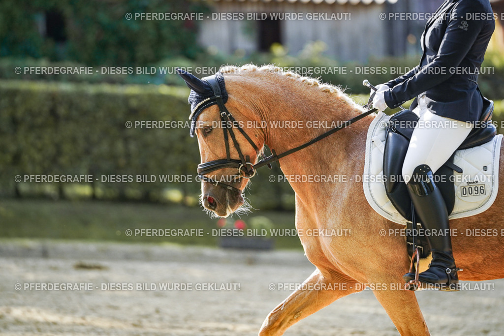 DSC05672 | Pferdegrafie