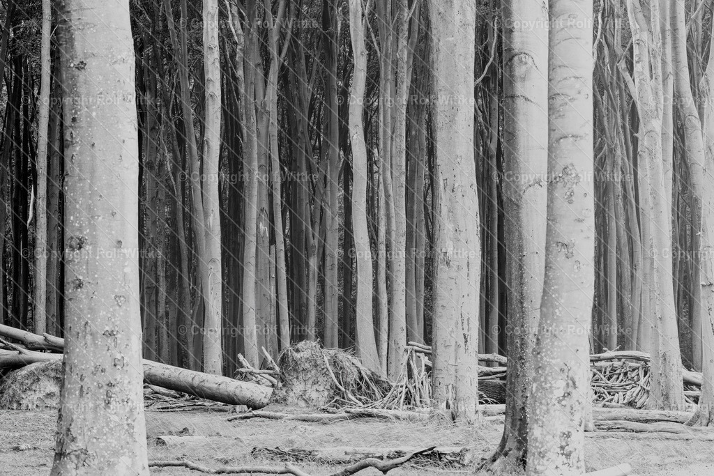 geisterwald2.2 | Rolf Wittke  - Realisiert mit Pictrs.com