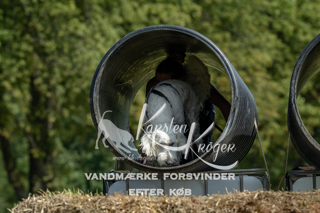 1258_ZZ91550 | kk-dogfotos