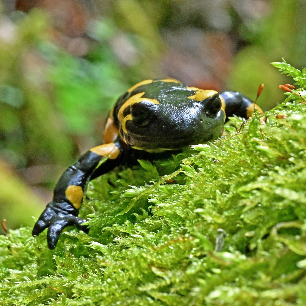Salamander11q | lucisnaturbilder - Realisiert mit Pictrs.com