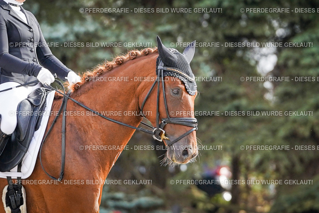 DSC00738 | Pferdegrafie