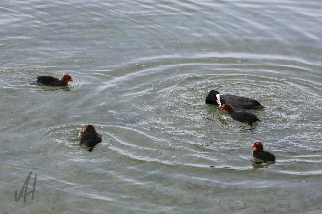 Blässhuhn mit vier Jungtieren | Das Foto zeigt ein Blässhuhn auf dem Wasser, begleitet von drei Jungtieren. Der Altvogel schwimmt aufmerksam in der Nähe seiner Küken und scheint über sie zu wachen. Sein dunkles Gefieder bildet einen deutlichen Kontrast zu dem hellen Stirnschild und Schnabel, die für diese Vogelart charakteristisch sind. Die vier Jungvögel folgen dicht hintereinander oder halten sich in unmittelbarer Nähe des Elternteils auf. Ihr flauschiges Jugendgefieder und ihre noch zierliche Gestalt verleihen der Szene eine besonders lebendige und familienhafte Ausstrahlung. Sanfte Wellen auf der Wasseroberfläche spiegeln das Licht und umrahmen die kleine Vogelgruppe. Die Aufnahme vermittelt einen natürlichen Einblick in das Familienleben der Blässhuhn. Die ruhige Wasserlandschaft und das enge Zusammensein von Altvogel und Nachwuchs erzeugen eine friedliche, harmonische Stimmung und machen das Bild zu einem schönen Naturmotiv. - Realisiert mit Pictrs.com