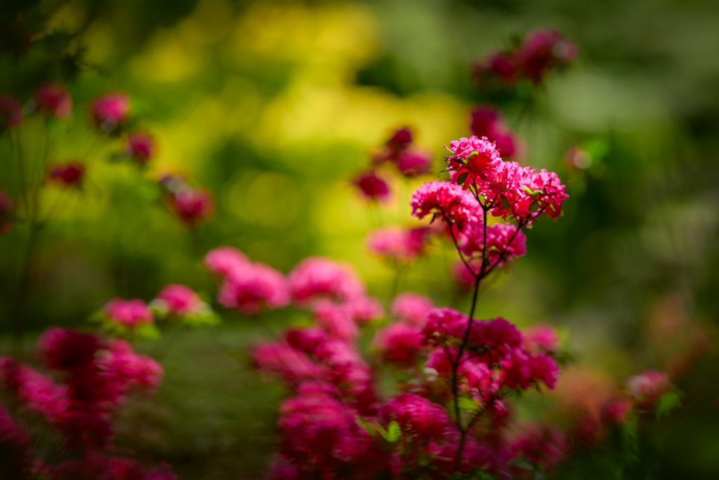 Rhododendron weinrot | Geheimnisvoll und wunderschön erheben sich die weinroten Blüten dieses Rhododendrons vor dem grün-gelben Hintergrund. — Auflösung des Originals: 8256 x 5504 px. - Realized with Pictrs.com