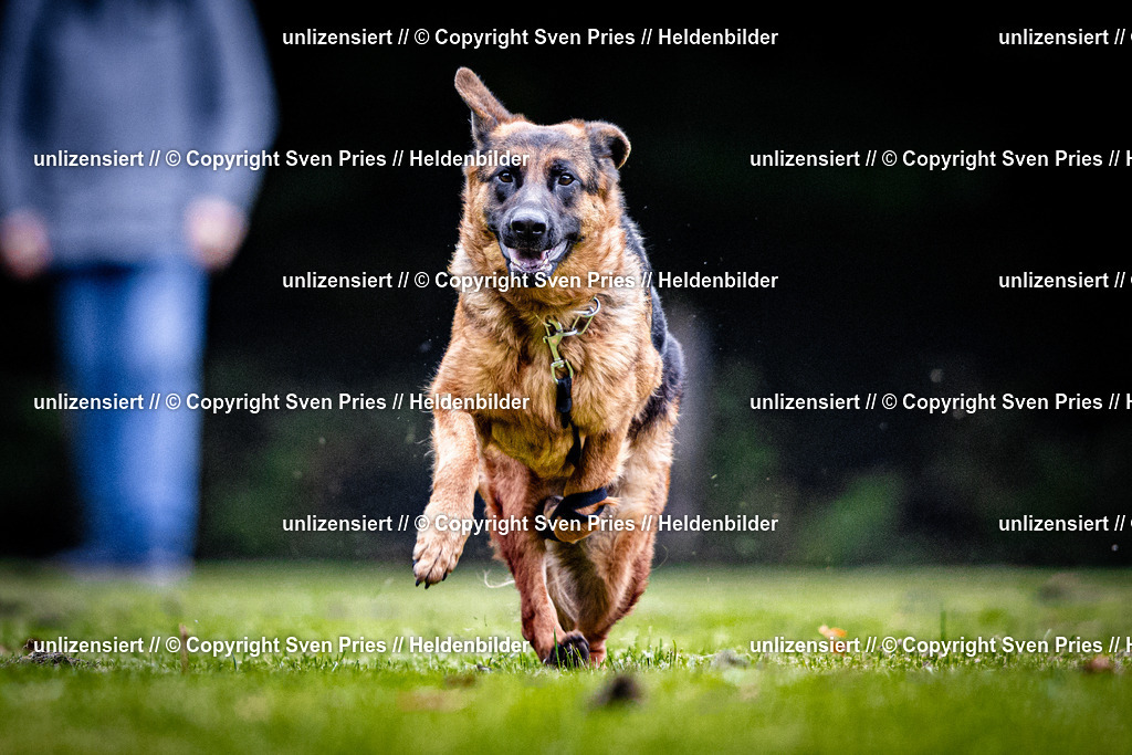 Sven Pries | 2025-10-03 - Hunderennen Obergrombach - Realisiert mit Pictrs.com