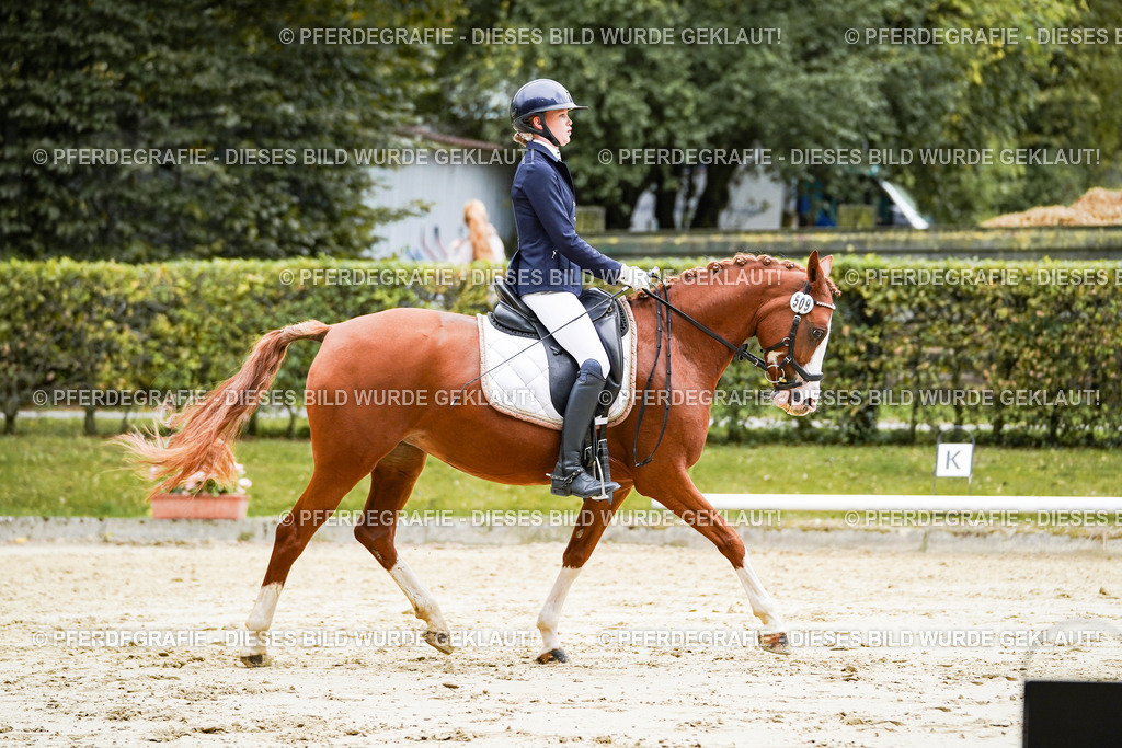 DSC07612 | Pferdegrafie