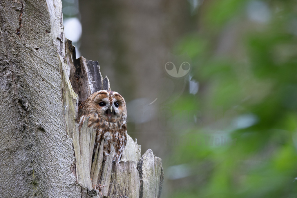 20220528054017-2 | Der Waldkauz ist eine mittelgroße Eulenart mit einer Verbreitung von Europa bis nach Westsibirien und Iran. Er kommt außerdem in Südostasien vor. In Mitteleuropa ist der Waldkauz gemeinsam mit der Waldohreule die häufigste Eule. - Realisiert mit Pictrs.com