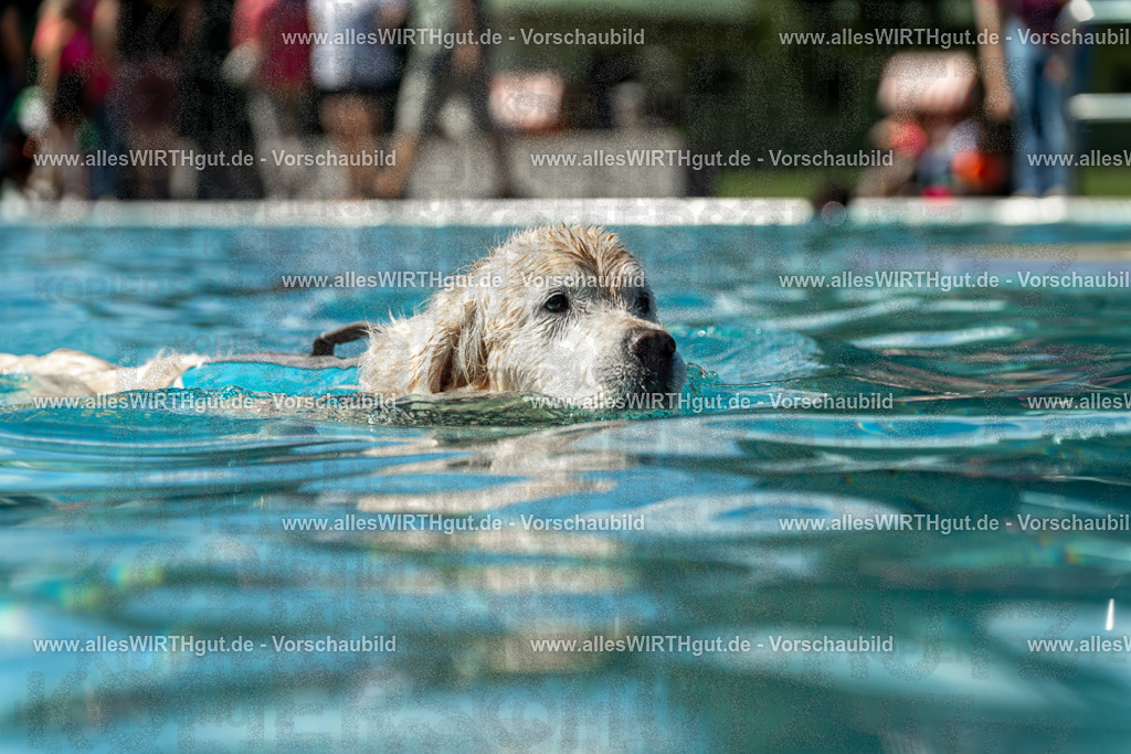 Hundeschwimmen_Volksbad_2026-allesWIRTHgut_Tierfotografie-2609061305-121548-7R500486 | Professionelle Tierfotografie in Mönchengladbach von Daniel Wirth (allesWIRTHgut). Liebevolle & natürliche Bilder von Hunden & Katzen für unvergessliche Erinnerungen.