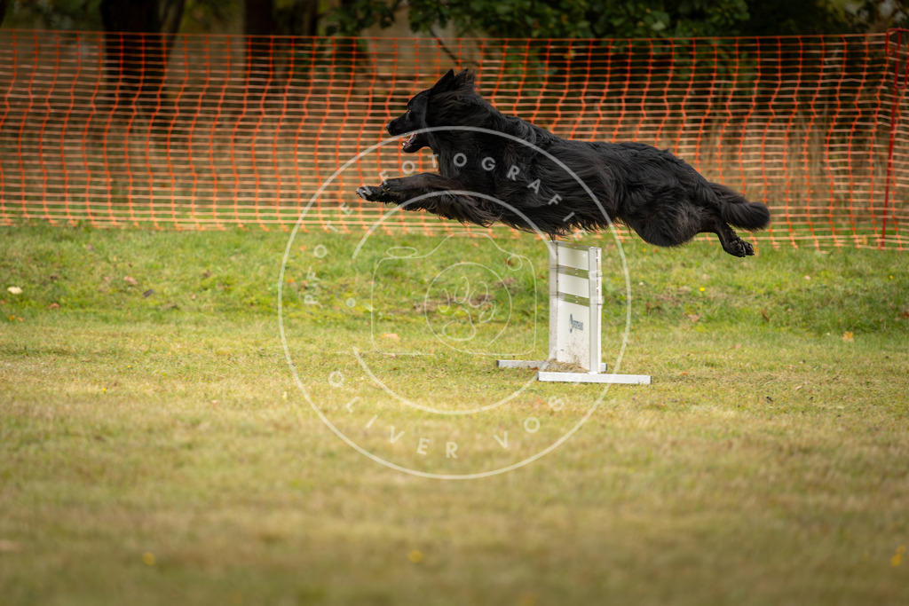Pfotenfotografie_DV3A4414 | Hundefotografie, Tierfotograf, Pfotenfotografie, Fotoshooting Hund, Hunde Portrait, Hundesport, Hundeportraits, Heideshooting, Hunde, Sportfotograf, Hundefotograf, Turnierhundsport, THS,  - Realisiert mit Pictrs.com