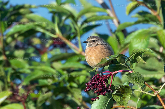 2022162 | Tierfotografie, Tierkalender, Tierbilder, Insekten, Spinnen, Vögel, Schmetterling, Libellen, Leinwand, Colorkey, Qualität, Geschenkartikel, Geschenk - Realisiert mit Pictrs.com