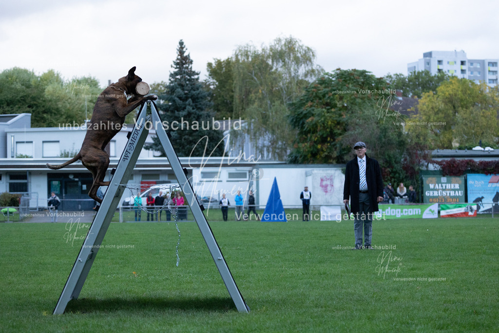 _16A4476 | Einzigartige Fotos von Hunden & Menschen –Actionfotos, Portraits, Vereinsaufnahmen & Paarshootings – authentisch, lebendig & mit Herz.