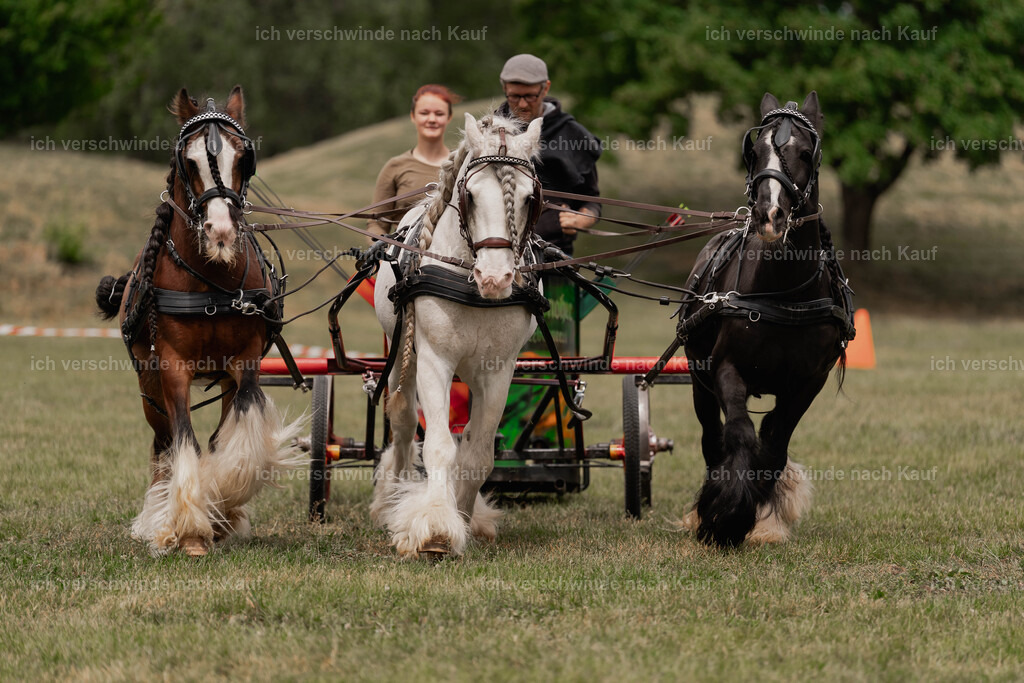 Showprogramm-213 | working equitationturnier fotograf videograf stoibphotography marixx film working equitation deutschland reitsport turnierfotografie eventfotografie equestrian events